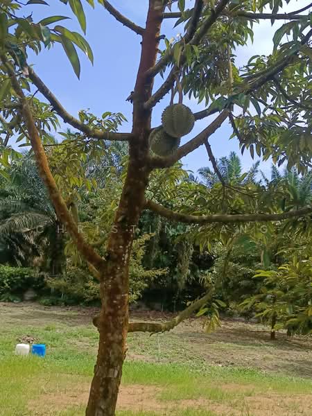 Agricultural Land for Sale in Kulai (Johor) - Christina Ang - Garden - PropertyGuru.com.my