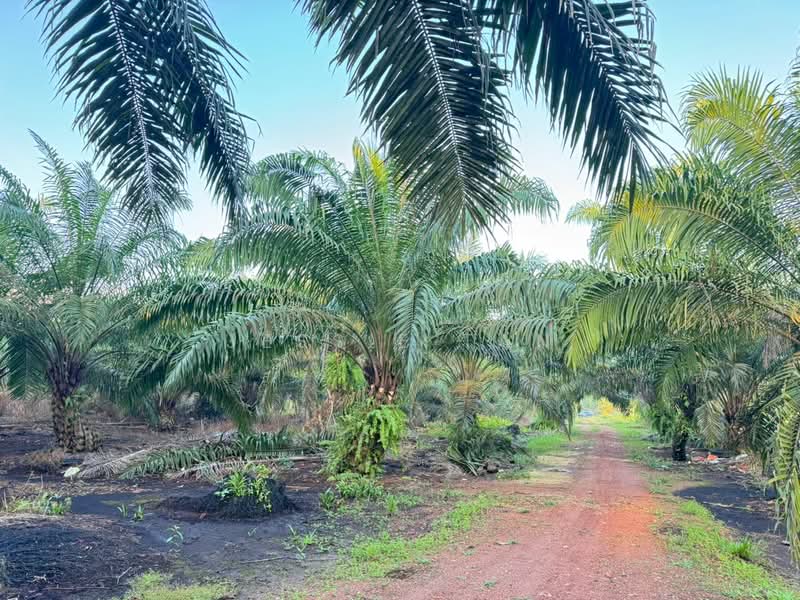 Tanah Perindustrian untuk Dijual di Pekan Nenas (Jeram Batu) - Jessie Tan - Exterior - PropertyGuru.com.my