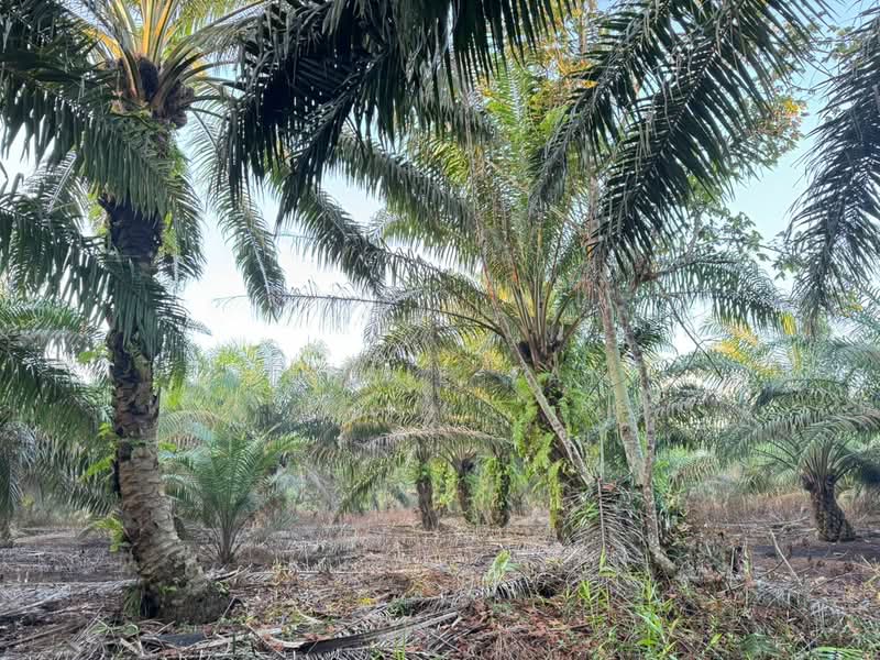 Tanah Perindustrian untuk Dijual di Pekan Nenas (Jeram Batu) - Jessie Tan - Exterior - PropertyGuru.com.my