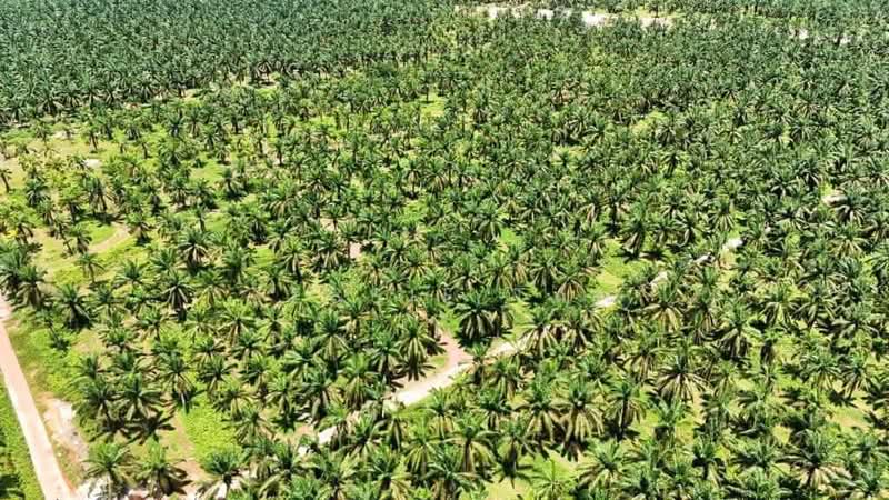 Agricultural Land for Sale in Paloh (Johor) - Jessie Tan - Exterior - PropertyGuru.com.my