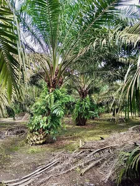 Agricultural Land for Sale in Paloh (Johor) - Jessie Tan - Garden - PropertyGuru.com.my
