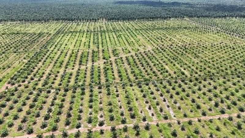 Agricultural Land for Sale in Paloh (Johor) - Jessie Tan - PropertyGuru.com.my