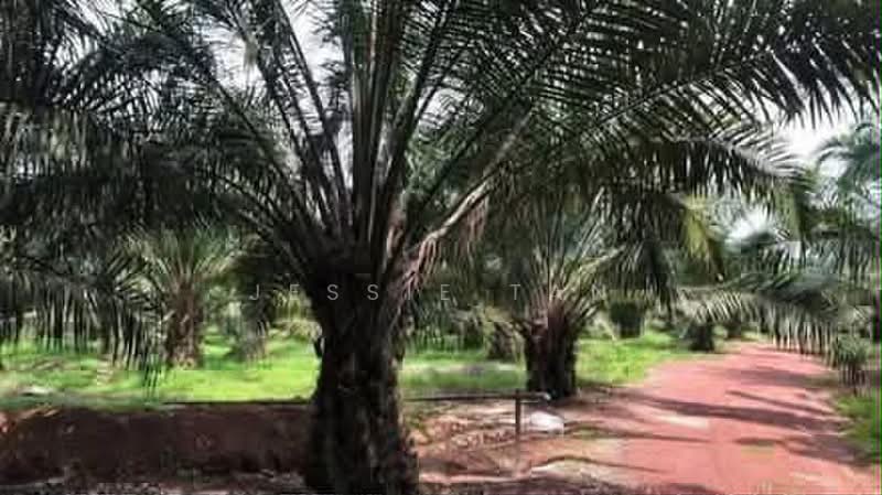Agricultural Land for Sale in Paloh (Johor) - Jessie Tan - Exterior - PropertyGuru.com.my