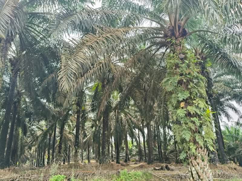 Agricultural Land for Sale in Sengkang (Senggarang) - Ask Hon - PropertyGuru.com.my