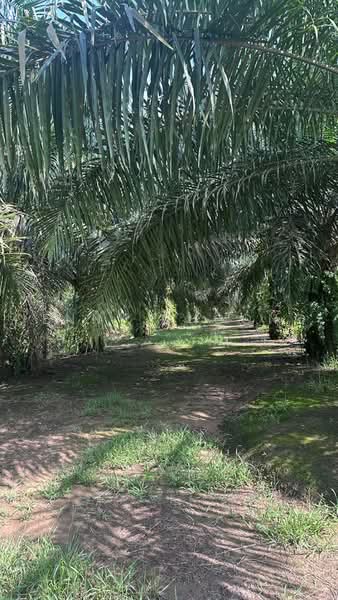 Agricultural Land for Sale in Taiping (Perak) - Jenny Choong - PropertyGuru.com.my