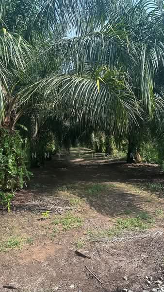 Agricultural Land for Sale in Taiping (Perak) - Jenny Choong - Exterior - PropertyGuru.com.my