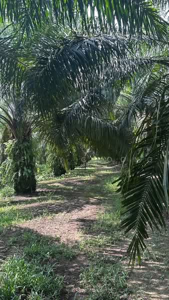 Agricultural Land for Sale in Taiping (Perak) - Jenny Choong - Exterior - PropertyGuru.com.my