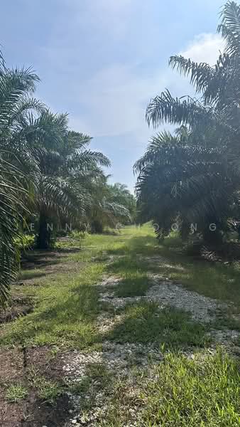 Agricultural Land for Sale in Taiping (Perak) - Jenny Choong - Exterior - PropertyGuru.com.my