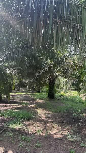Agricultural Land for Sale in Taiping (Perak) - Jenny Choong - Garden - PropertyGuru.com.my