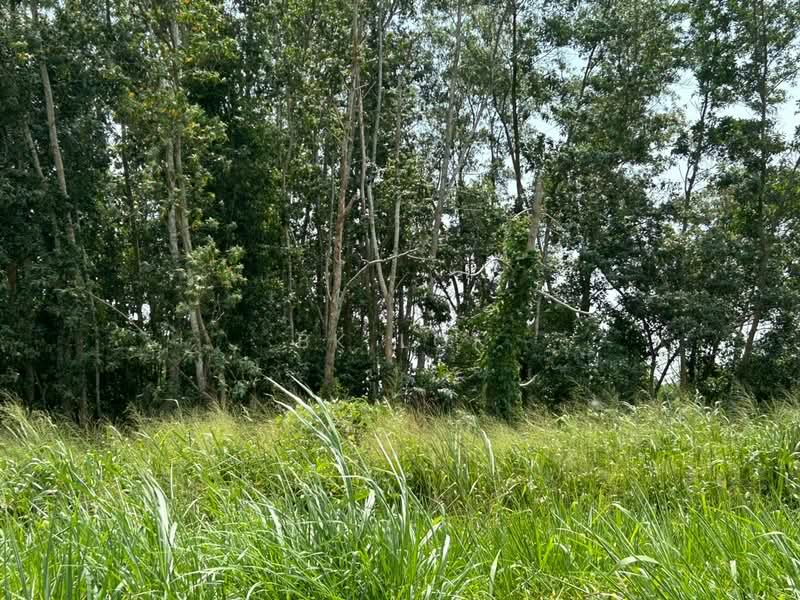 Agricultural Land for Rent in Kulim (Kedah) - BK Loi - Exterior - PropertyGuru.com.my