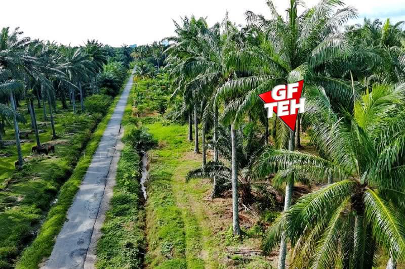 Agricultural Land for Sale in Sungai Bakap (Penang) - Teh Guan Fong - PropertyGuru.com.my