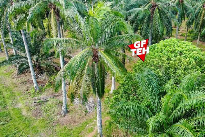 Agricultural Land for Sale in Sungai Bakap (Penang) - Teh Guan Fong - PropertyGuru.com.my