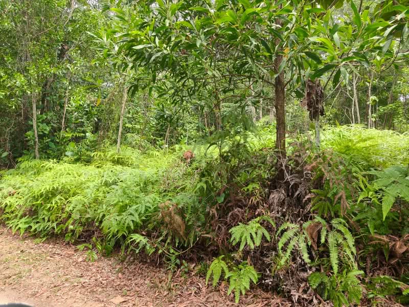Tanah Banglo untuk Dijual di Kayangan Heights (Shah Alam) - Kimberly Yang - Garden - PropertyGuru.com.my