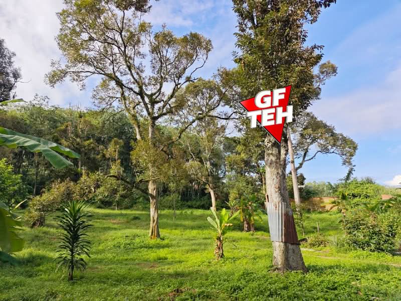 Tanah Pertanian untuk Dijual di Bukit Mertajam (Penang) - Teh Guan Fong - Garden - PropertyGuru.com.my