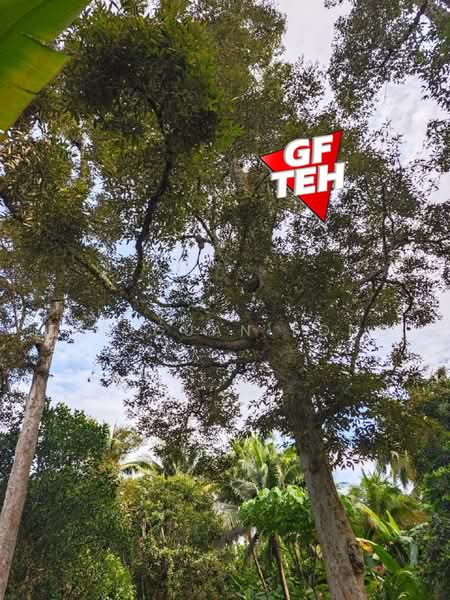 Tanah Pertanian untuk Dijual di Bukit Mertajam (Penang) - Teh Guan Fong - PropertyGuru.com.my