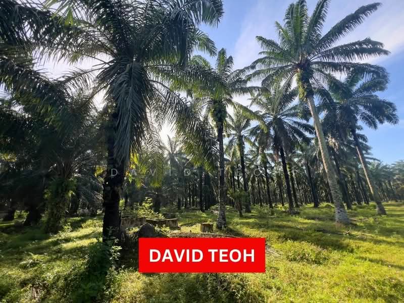 Agricultural Land for Sale in Sungai Jawi (Sungai Jawi) - David Teoh - Exterior - PropertyGuru.com.my