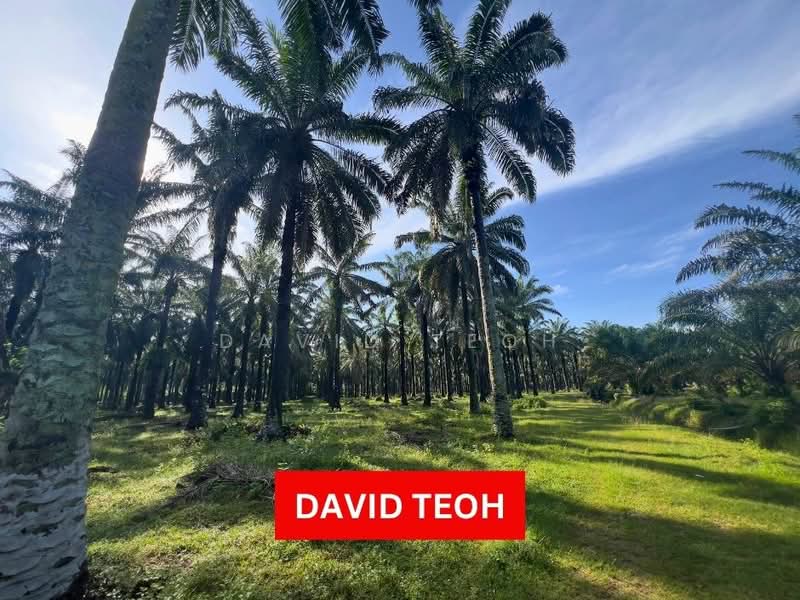 Agricultural Land for Sale in Sungai Jawi (Sungai Jawi) - David Teoh - Garden - PropertyGuru.com.my