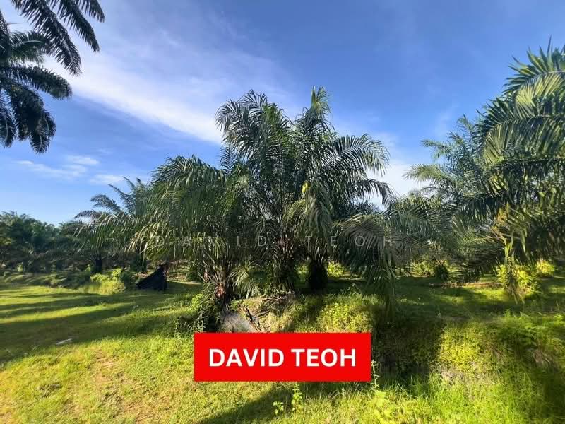 Agricultural Land for Sale in Sungai Jawi (Sungai Jawi) - David Teoh - Exterior - PropertyGuru.com.my