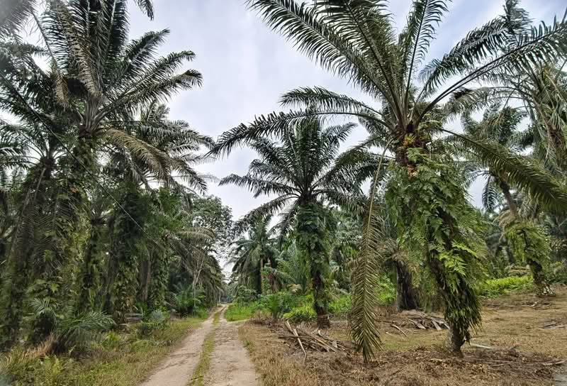Tanah Perindustrian untuk Dijual di Johor Bahru (Johor) - K S Ong - PropertyGuru.com.my