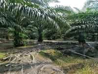 For Sale - Kelantan Gua Musang Main Road Oil Palm Land 3,246 Acres Freehold for Sale