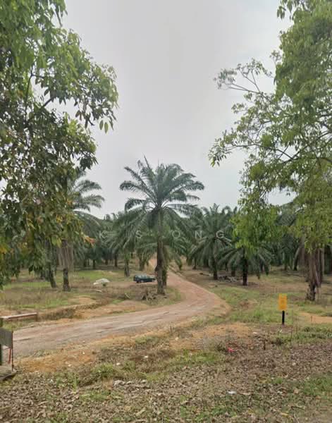 Agricultural Land for Sale in Kluang (Johor) - K S Ong - PropertyGuru.com.my