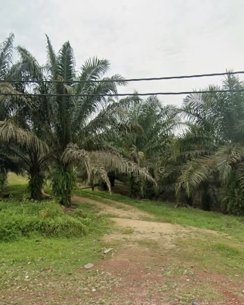 Agricultural Land for Sale in Kluang (Johor) - K S Ong - PropertyGuru.com.my