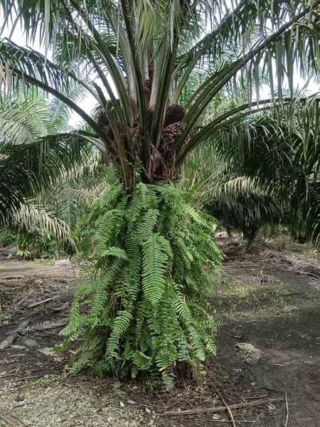 Agricultural Land for Sale in Pagoh (Johor) - K S Ong - Exterior - PropertyGuru.com.my