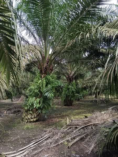 Agricultural Land for Sale in Pagoh (Johor) - K S Ong - Garden - PropertyGuru.com.my
