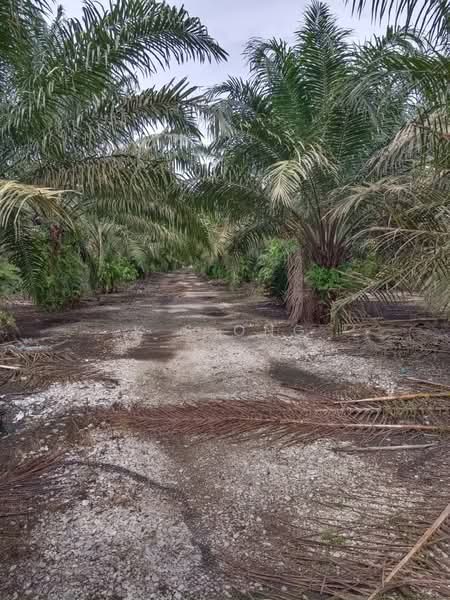 Agricultural Land for Sale in Pagoh (Johor) - K S Ong - Exterior - PropertyGuru.com.my