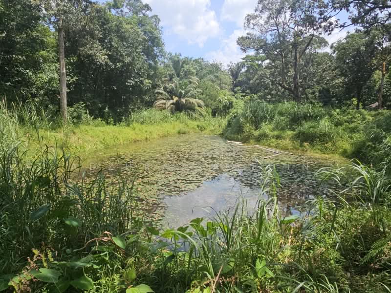 Tanah Pertanian untuk Dijual di Kampung Lubok Kelubi (Hulu Langat) - Adzura Zamedin - PropertyGuru.com.my