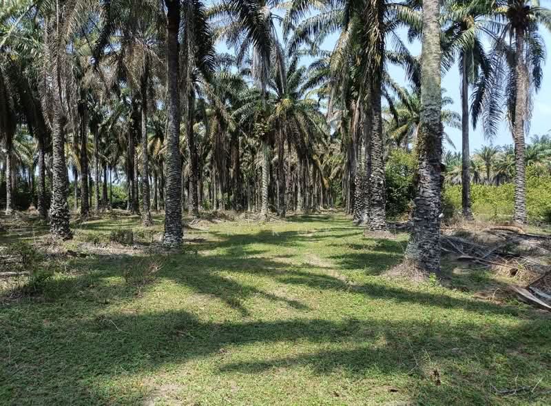 Tanah Pertanian untuk Dijual di Gopeng (Teja) - SK Kok - PropertyGuru.com.my