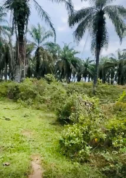 Tanah Pertanian untuk Dijual di Gopeng (Teja) - SK Kok - PropertyGuru.com.my