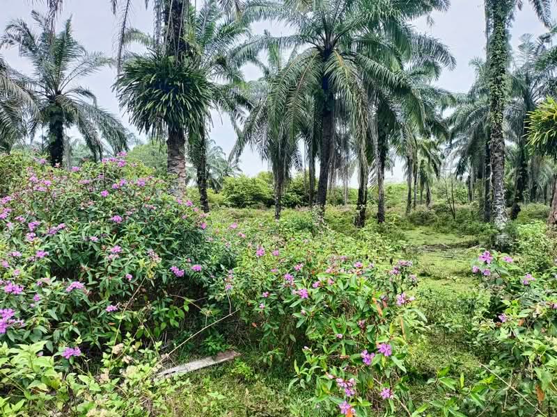 Tanah Pertanian untuk Dijual di Gopeng (Teja) - SK Kok - PropertyGuru.com.my