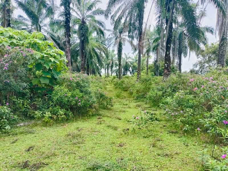 Tanah Pertanian untuk Dijual di Gopeng (Teja) - SK Kok - PropertyGuru.com.my