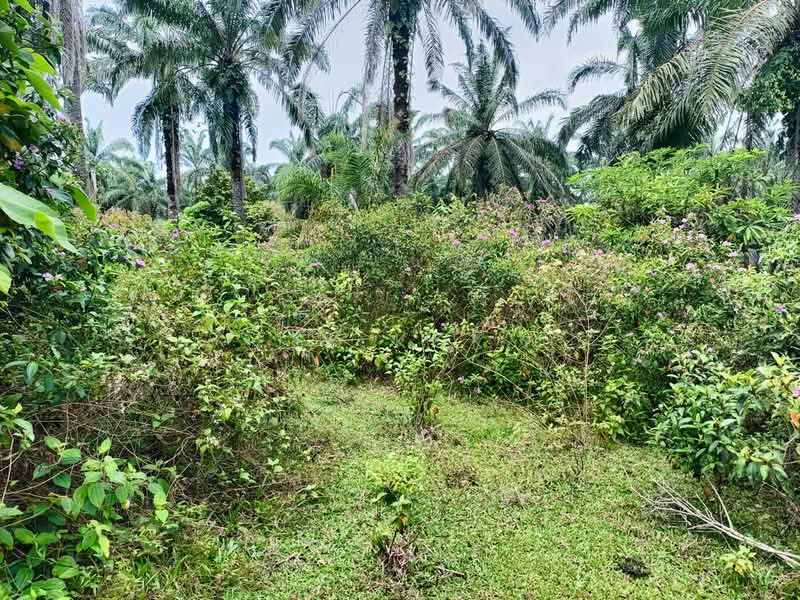 Tanah Pertanian untuk Dijual di Gopeng (Teja) - SK Kok - PropertyGuru.com.my