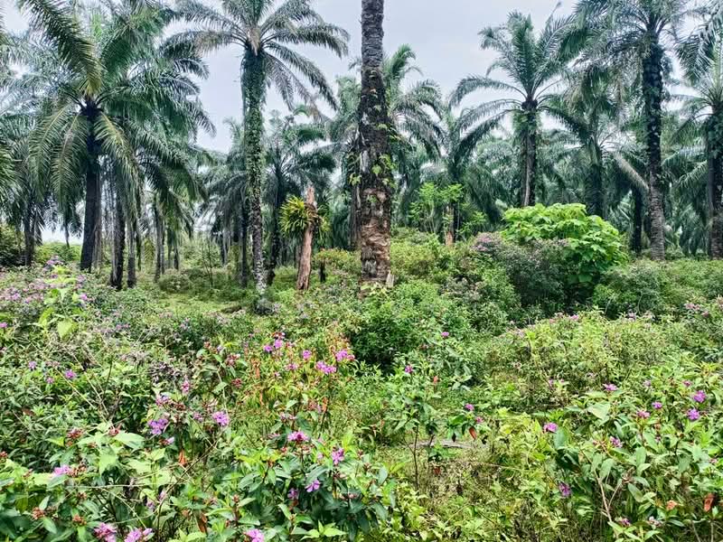 Tanah Pertanian untuk Dijual di Gopeng (Teja) - SK Kok - PropertyGuru.com.my