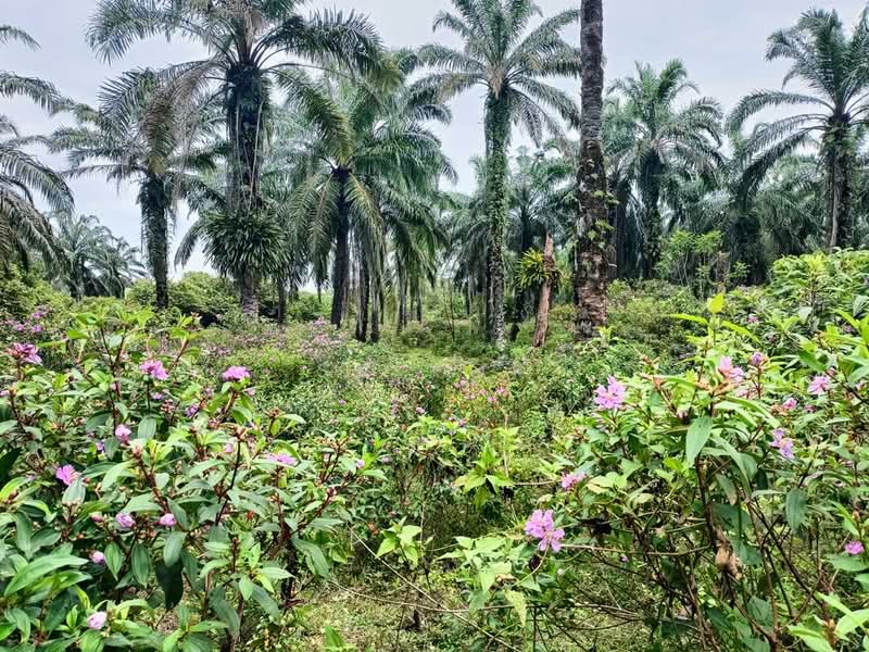 Tanah Pertanian untuk Dijual di Gopeng (Teja) - SK Kok - PropertyGuru.com.my