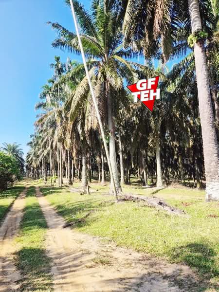 Agricultural Land for Sale in Bandar Baharu (Kedah) - Teh Guan Fong - Exterior - PropertyGuru.com.my