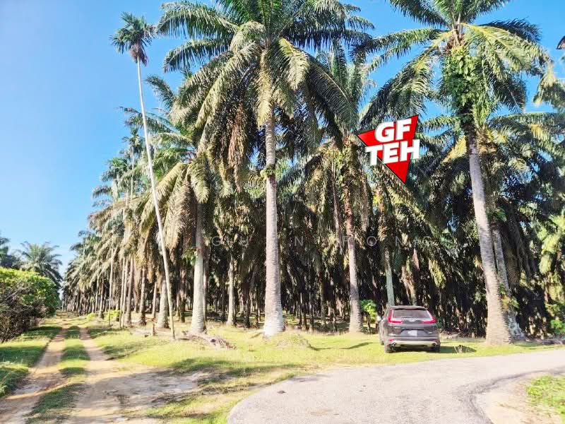 Agricultural Land for Sale in Bandar Baharu (Kedah) - Teh Guan Fong - Exterior - PropertyGuru.com.my