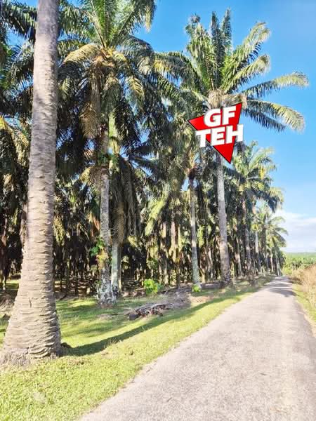 Agricultural Land for Sale in Bandar Baharu (Kedah) - Teh Guan Fong - Exterior - PropertyGuru.com.my