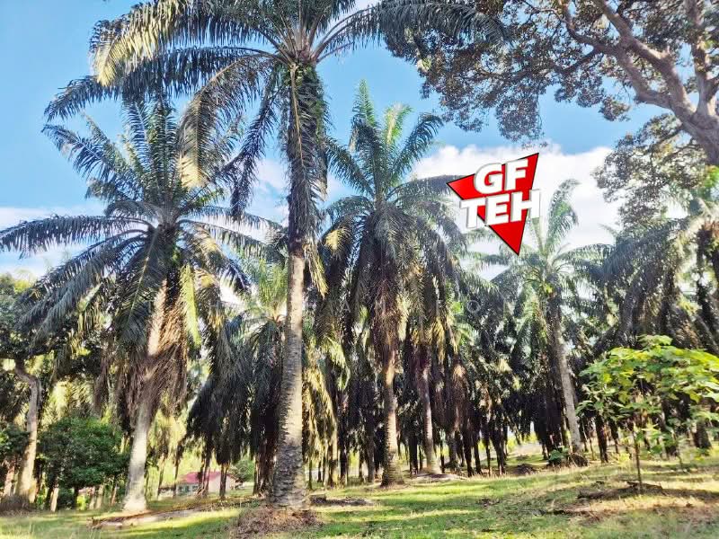 Agricultural Land for Sale in Bandar Baharu (Kedah) - Teh Guan Fong - Exterior - PropertyGuru.com.my
