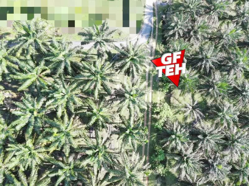 Agricultural Land for Sale in Bandar Baharu (Kedah) - Teh Guan Fong - PropertyGuru.com.my