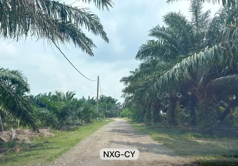 Agricultural Land for Rent in Banting (Banting) - Yap Chew Ying - PropertyGuru.com.my