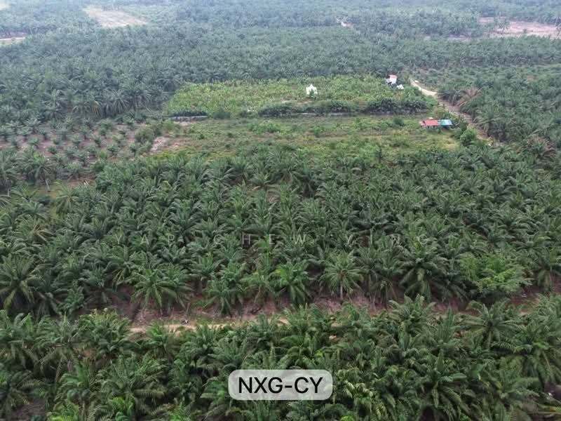 Agricultural Land for Rent in Banting (Banting) - Yap Chew Ying - PropertyGuru.com.my