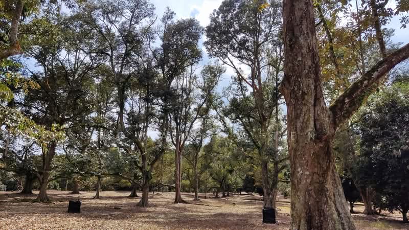 Agricultural Land for Sale in Simpang Renggam (Johor) - Seowamiga Ten - Garden - PropertyGuru.com.my