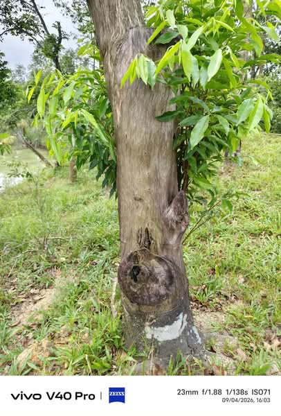 Agricultural Land for Sale in Johor Bahru (Johor) - K S Ong - PropertyGuru.com.my