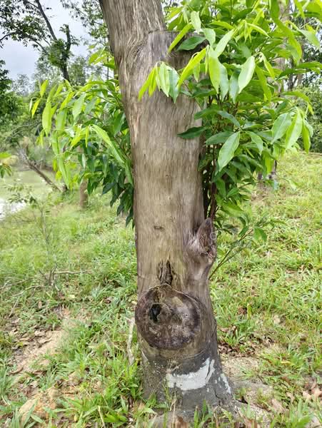 Agricultural Land for Sale in Johor Bahru (Johor) - K S Ong - PropertyGuru.com.my