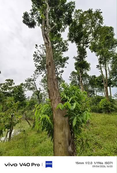 Agricultural Land for Sale in Johor Bahru (Johor) - K S Ong - PropertyGuru.com.my