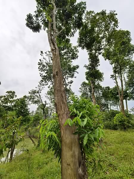 Agricultural Land for Sale in Johor Bahru (Johor) - K S Ong - PropertyGuru.com.my