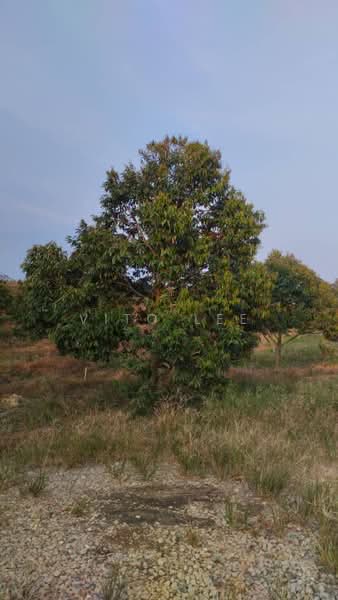 Agricultural Land for Sale in Simpang Pertang (Negeri Sembilan) - Vito Lee - PropertyGuru.com.my